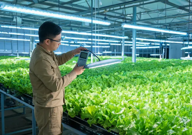 Technician measuring horticultural light at crop canopy